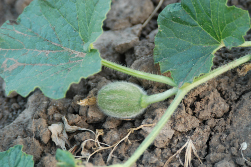 Muskmelon foliage and immature melon