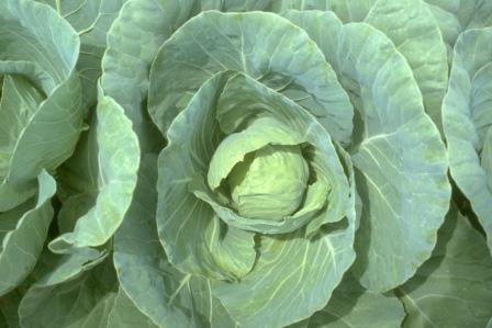 Green Cabbage