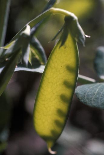 Immature pea pod