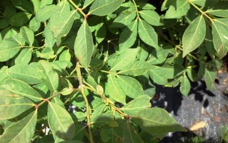 Euonymus foliage